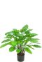Kunst calathea makoyana sfeer