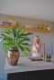 Monstera Siltepecana