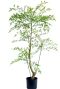 Kunst ruscus 120 sfeer