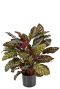 Kunstplant calathea 1