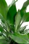 Dracaena Janet Lind