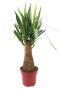 Leuke yucca elephantipes binnenplanten