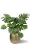 Monstera in rowen bloempot