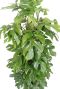 Monstera minima blad