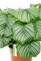 Mooie calathea groene bladeren 1