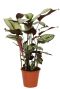 Calathea whitestar kamerplant 