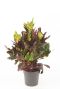 Mooie codiaeum excellent kamerplant kopen