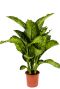 Mooie dieffenbachia maroba huisplanten