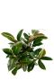 Mooie ficus melany plant