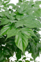 radermachera mooi groen blad 
