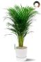 Mooie palm in elho sierpot