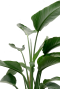 Alocasia Branchifolia Pink Passion