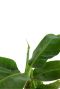 Monstera Siltepecana