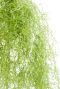 Nep plant groen lang