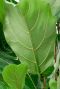 Hoya Krohniana Silver blad