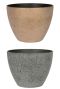 Epipremnum Pinnatum Global Green