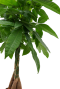 Pachira plant met gevlochten stam en groene bladeren