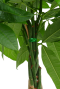 Pachira groen langwerpig blad