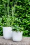 Epipremnum Pinnatum Global Green