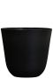 Epipremnum Pinnatum Global Green
