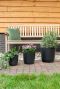 Epipremnum Pinnatum Global Green