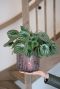 Monstera Siltepecana