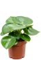 Monstera Siltepecana