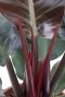 Hoya Krohniana Silver blad