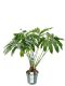 Philodendron funbun kamerplant