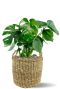 Monstera Siltepecana