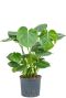 Monstera Siltepecana