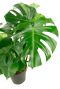 Philodendron monstera kamerplant 1 1