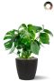 Monstera Siltepecana
