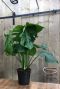 Philodendron Plowmanii