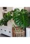 Philodendron monstera planten 19 stek