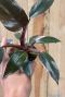 Hoya Krohniana Silver blad