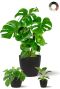 Philodendron planten mix