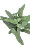 Hoya Krohniana Silver blad