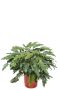Syngonium Red Spot blad