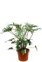 Philodendron Xantal kamerplant kopen bij 123planten 