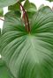 plant groen blad rood randje