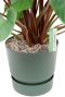 Plant in elho greenville pot