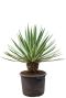 Prachtige agave angustifolia kopen