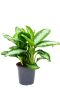 Prachtige aglaonema diamond bay