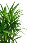 Alocasia Branchifolia Pink Passion blad
