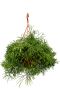 Rhipsalis clavata hangplant
