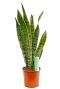 Sansevieria Laurentii online kopen bij 123planten