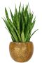 Sansevieria in gouden pot