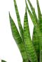 Sansevieria kirkii plant
