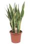 Sansevieria laurentii kamerplant